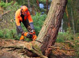 Best Tree and Shrub Care  in Mansfield, LA