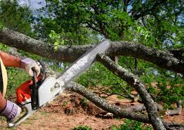 Best Tree Cabling and Bracing  in Mansfield, LA