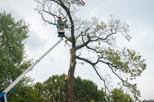 Best Leaf Removal  in Mansfield, LA