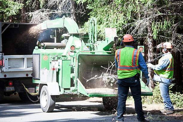 Best Tree Preservation Services  in Mansfield, LA