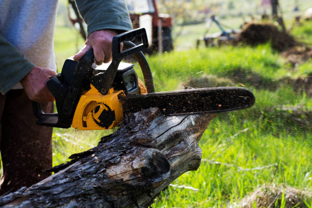 How Our Tree Care Process Works  in  Mansfield, LA